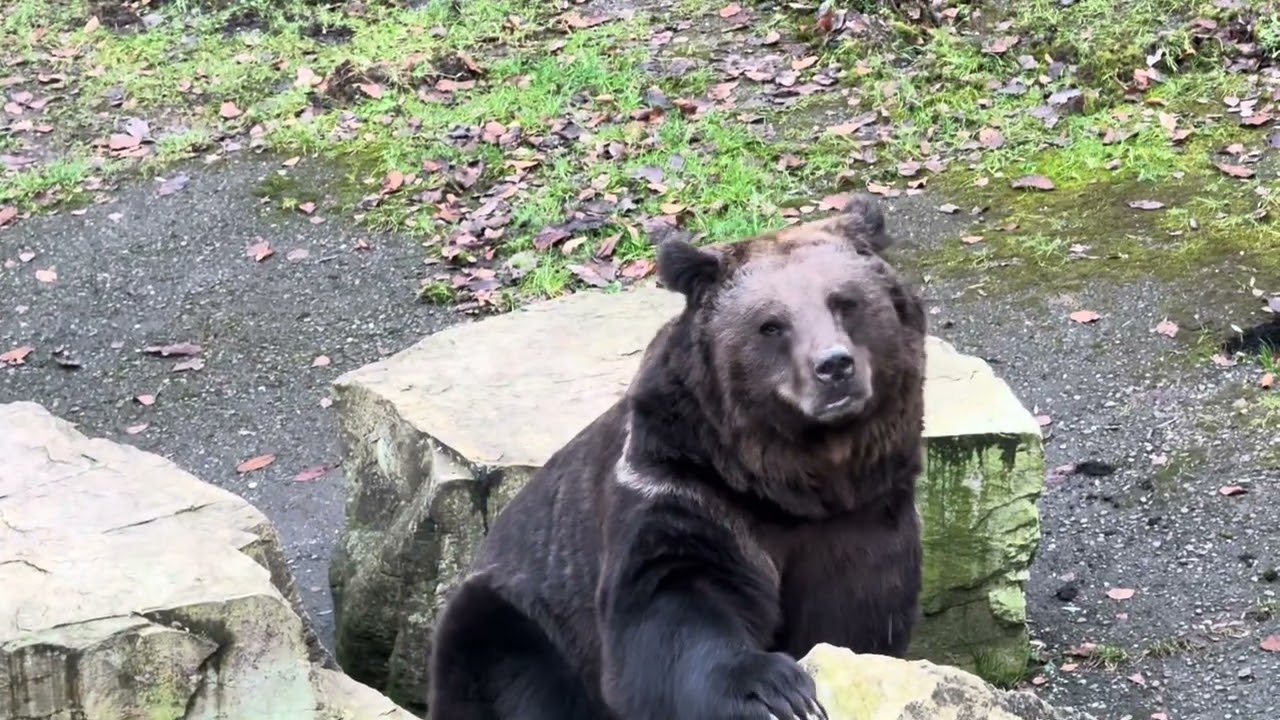Allensbach, Bodensee. Wild- und Freizeitpark. B&auml;r. Медведь