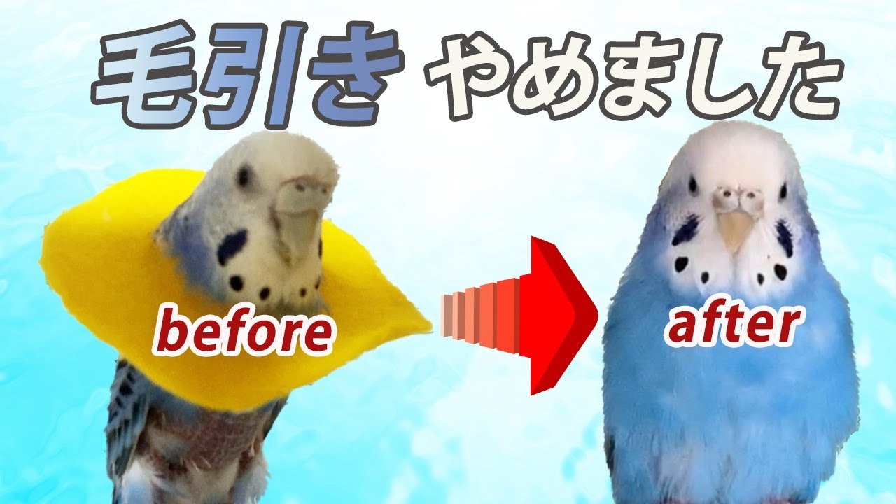 過発情からの毛引き！環境改善とサプリで回復しました！【セキセイインコ】Budgerigar recovery from feather pulling due to over-estrus.