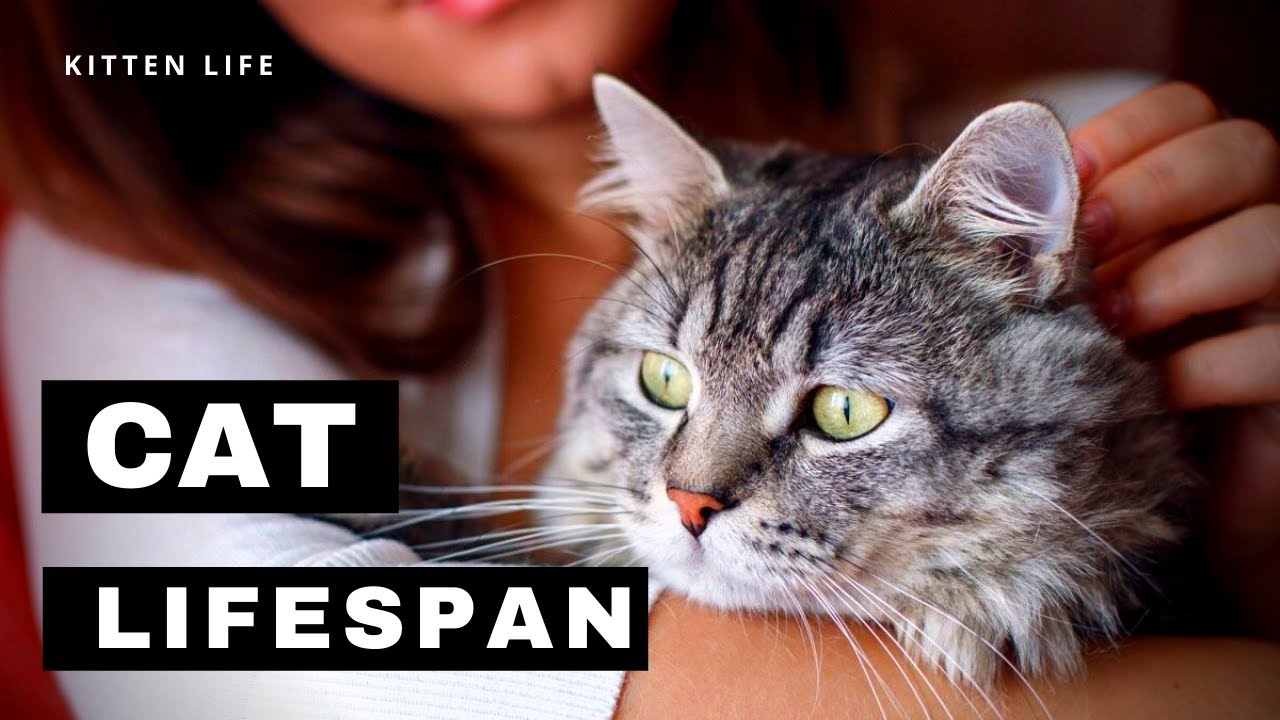 Why Don&rsquo;t Cats Live as Long as Humans?