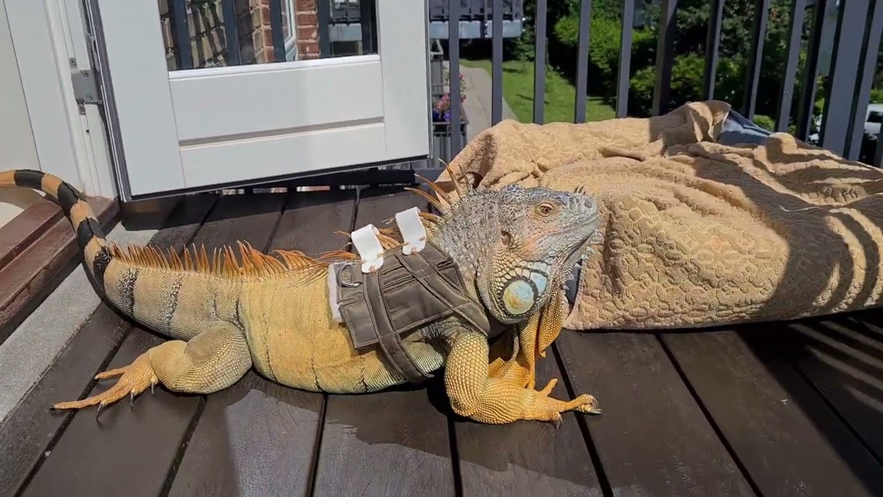 Iguana in a harness, June 2025