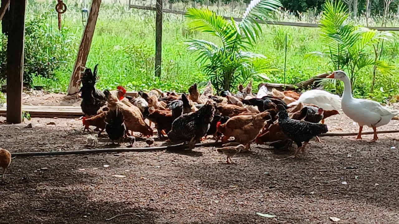 Manhã na roça comendo mingual de milho vem ver 