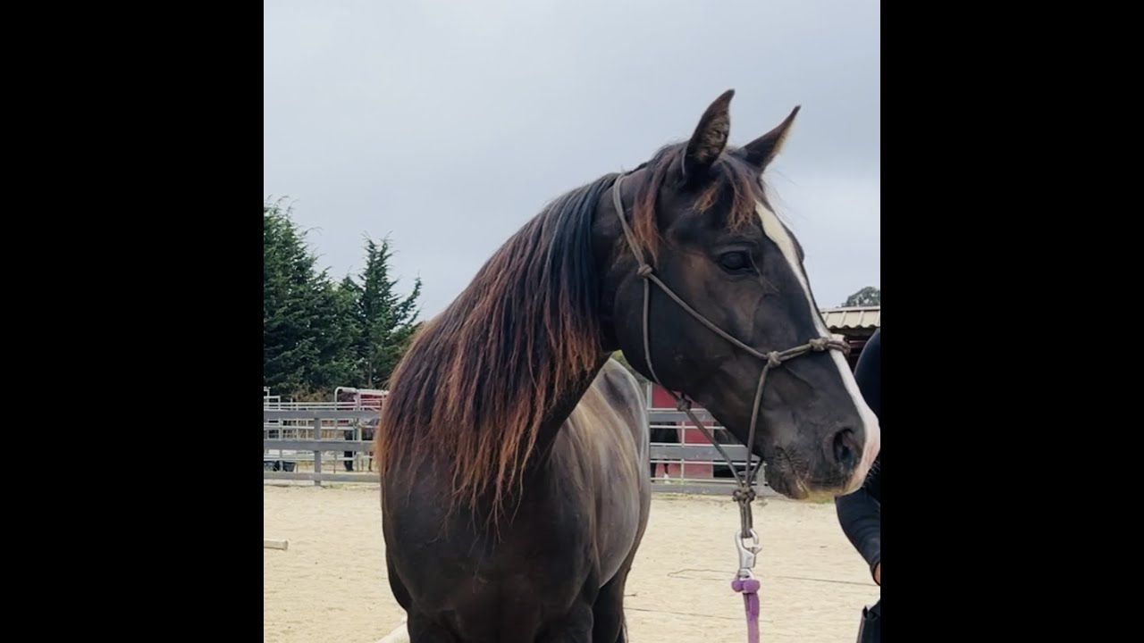 Gaited Horses That Trip - Proprioception - Gaited Horse Training