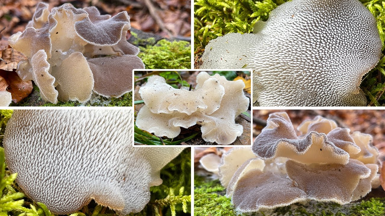 Zitterzahn, Eispilz, Gallertstacheling, Weißer Zitterling, Pseudohydnum gelatinosum | Pilzportrait