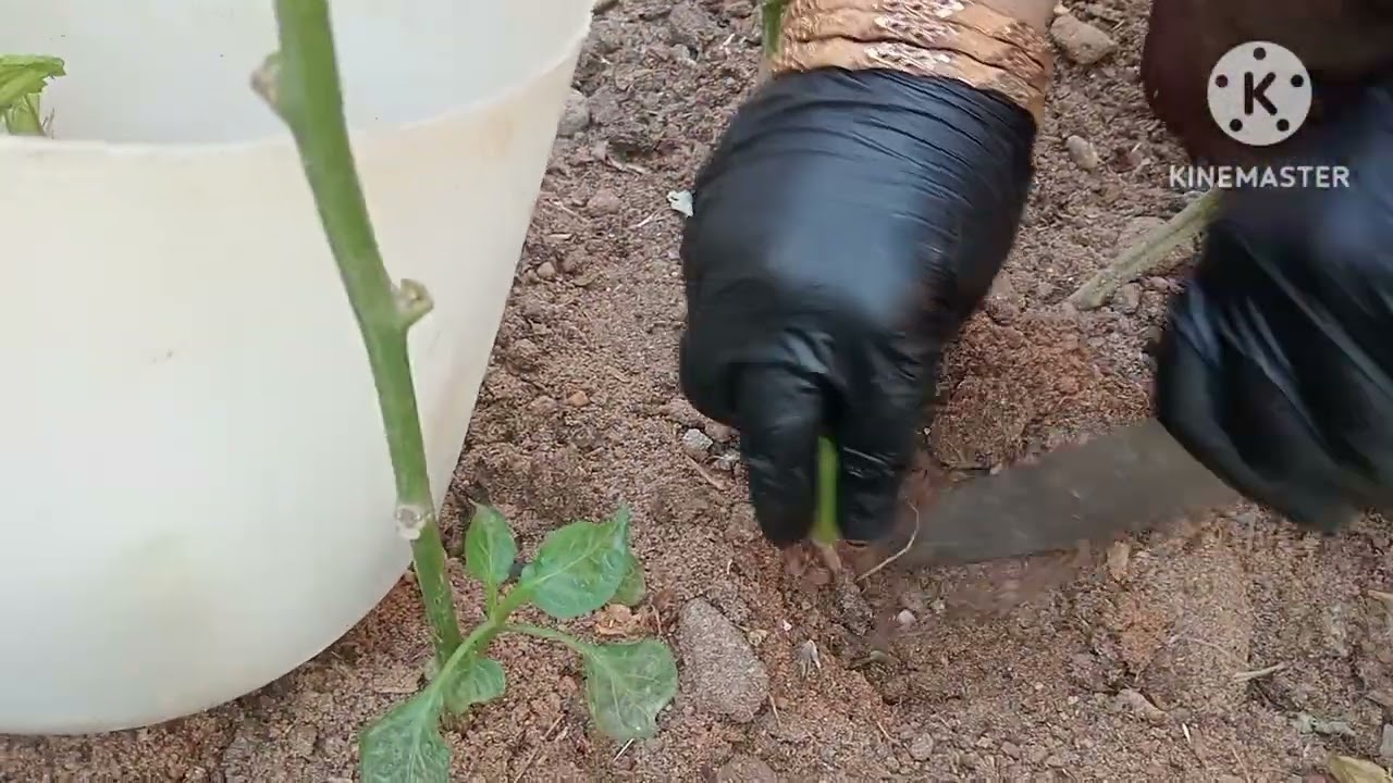 يا مساء الرزق والهنا هي الله تعالى نشوف نشوف الطيور ونشوف زرعنا ايه النهارده حاجه هتعجبكم خالص