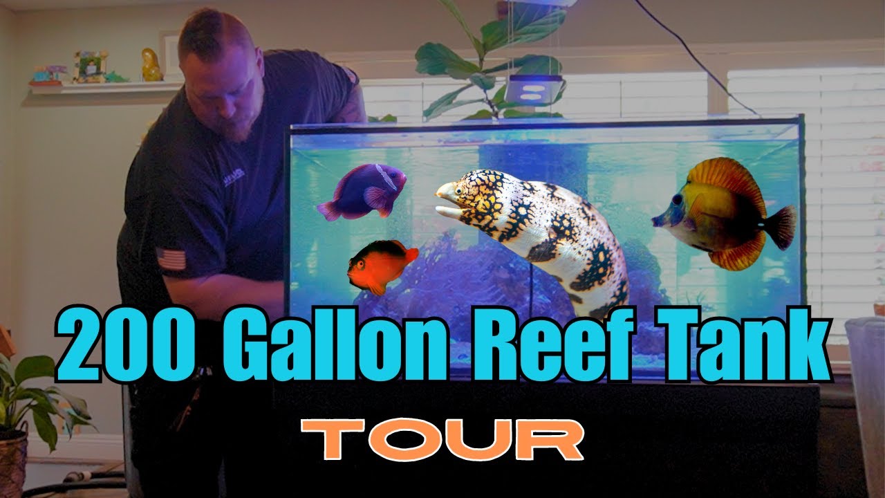 Reef Tank TOUR and MAINTENANCE (200 Gallons)