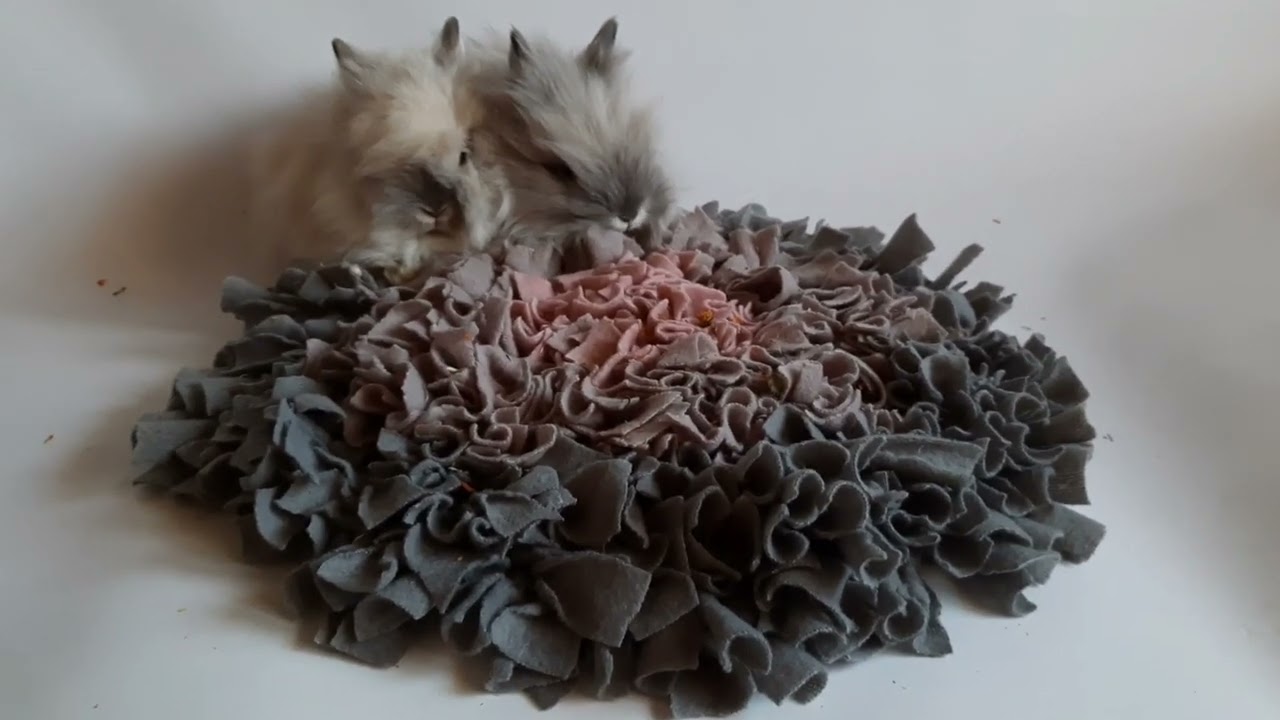 Miot A karzełki teddy I nasza mata węchowa