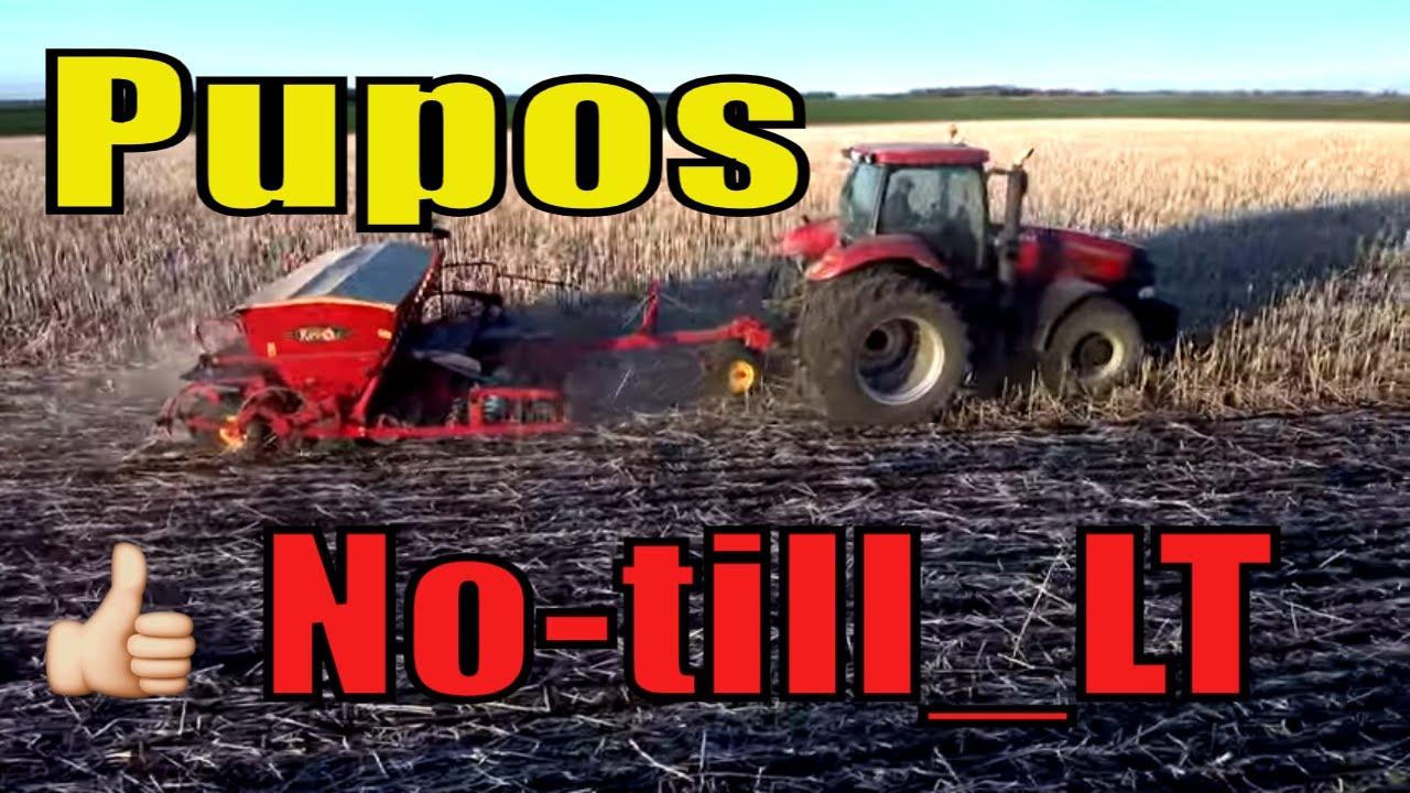 Tiesioginė sėja/Pupos žirniai tiesiai į ražieną