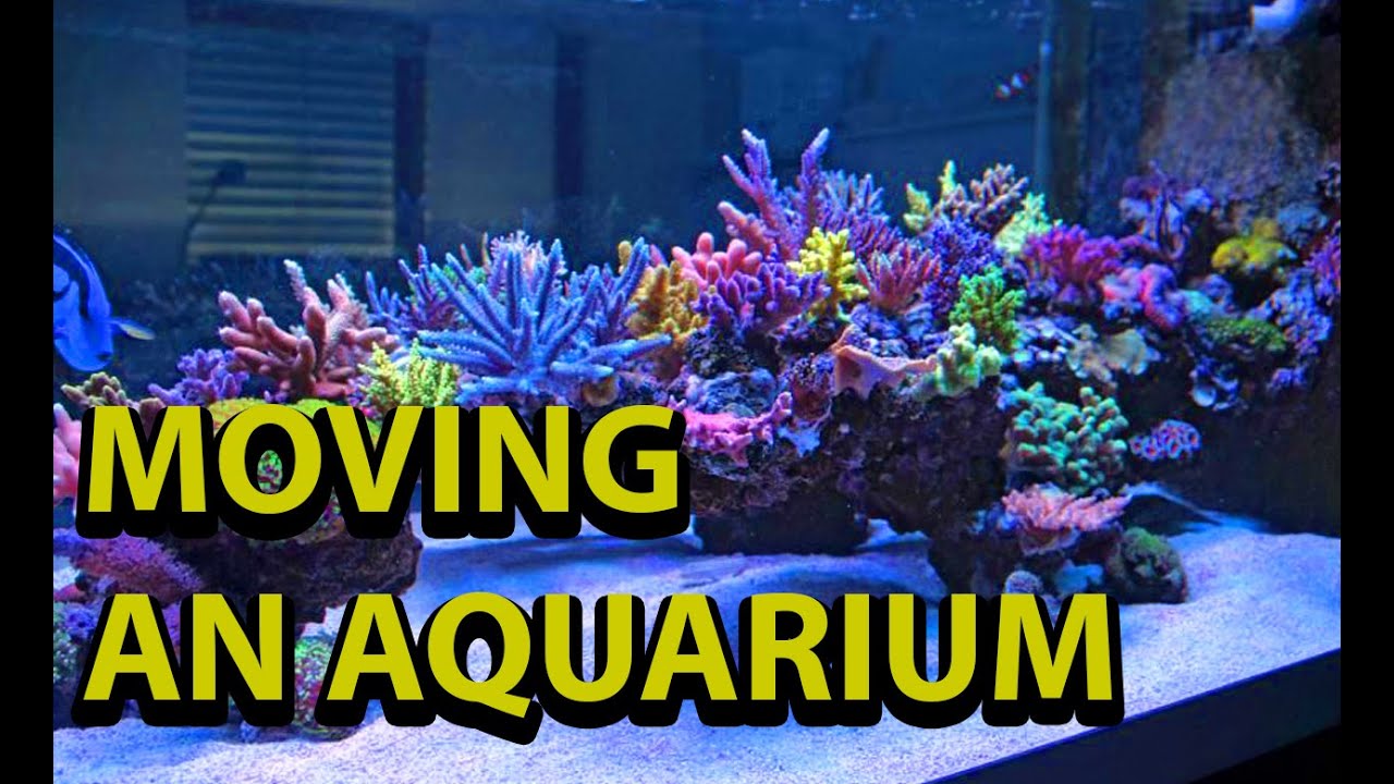 How To Move An Aquarium \\ Tips For Moving A Salt Water Reef Tank