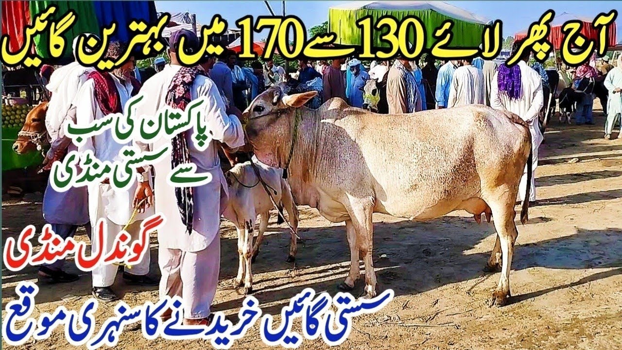 Gondal Mandi latest update 16 Aug 2025!Sahiwal cow for sale latest video!Cattle farming in Pakistan 