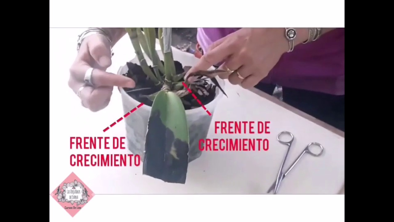 ¿Cómo Curar ORQUÍDEAS con Hongo?