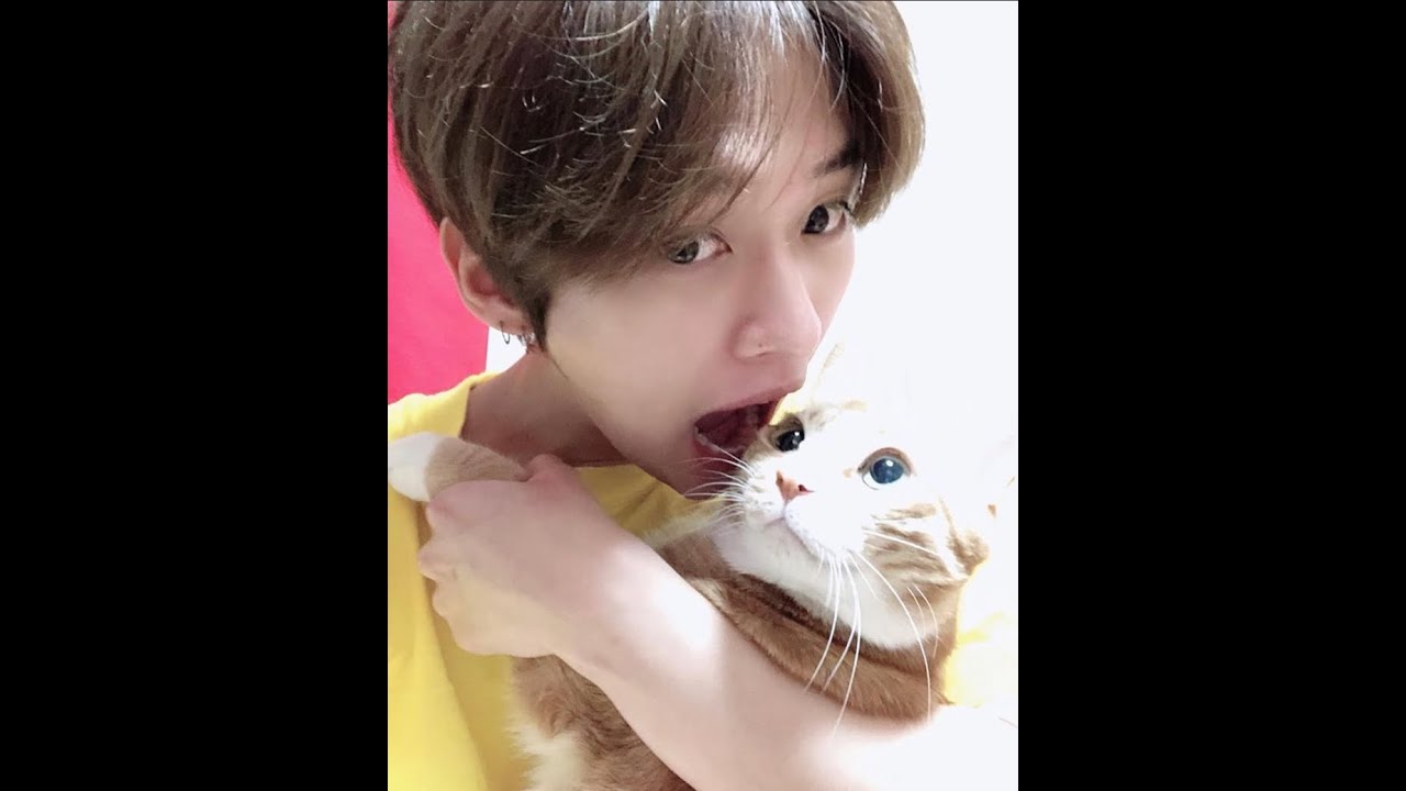skz playing with animals