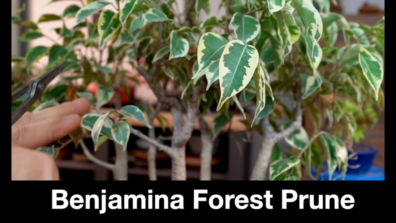 Benjamina Forest:  Dave's Bonsai E462