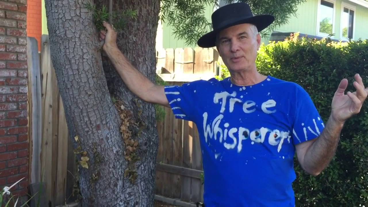 Liquidamber and Podocarpus Tree Pruning with Gary Walker, The Tree Whisperer