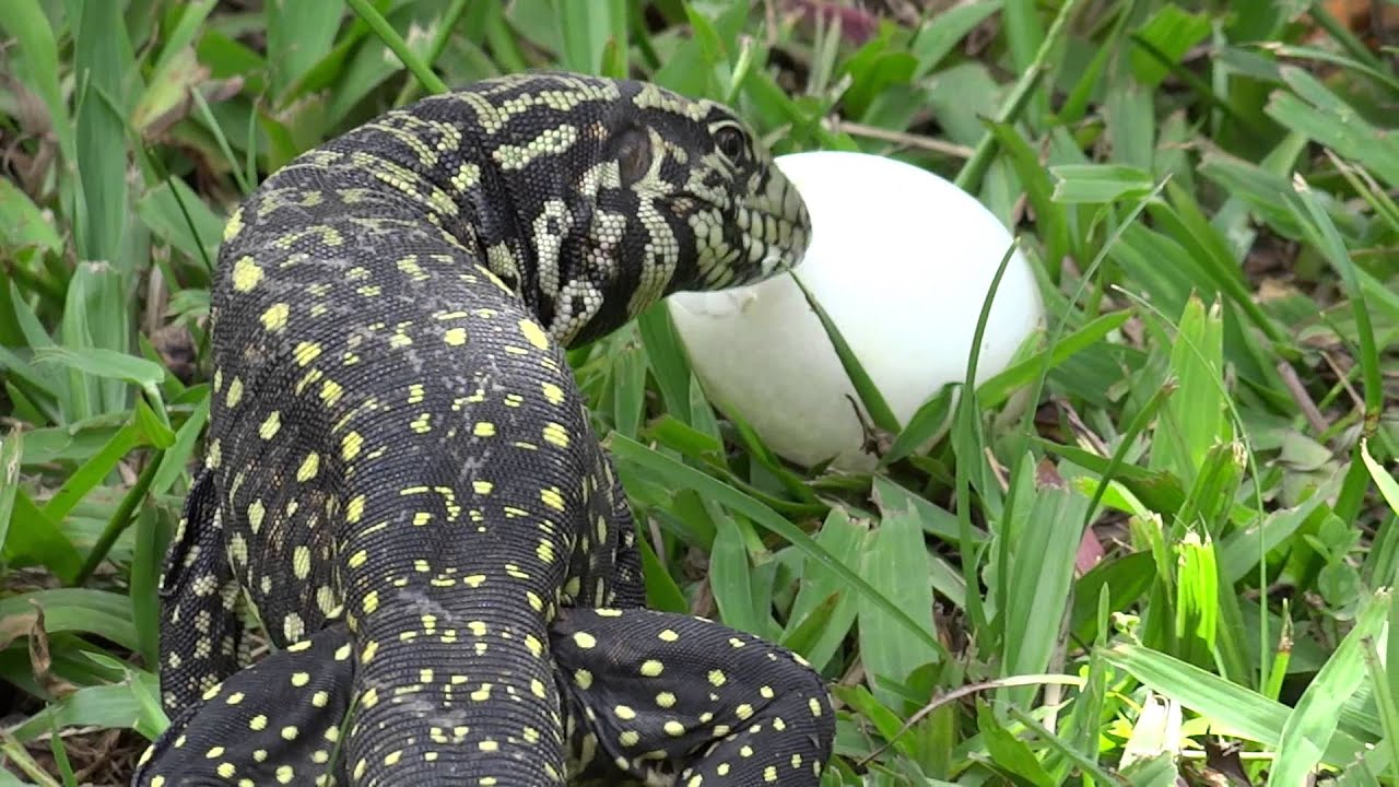 Lagarto TEIÚ