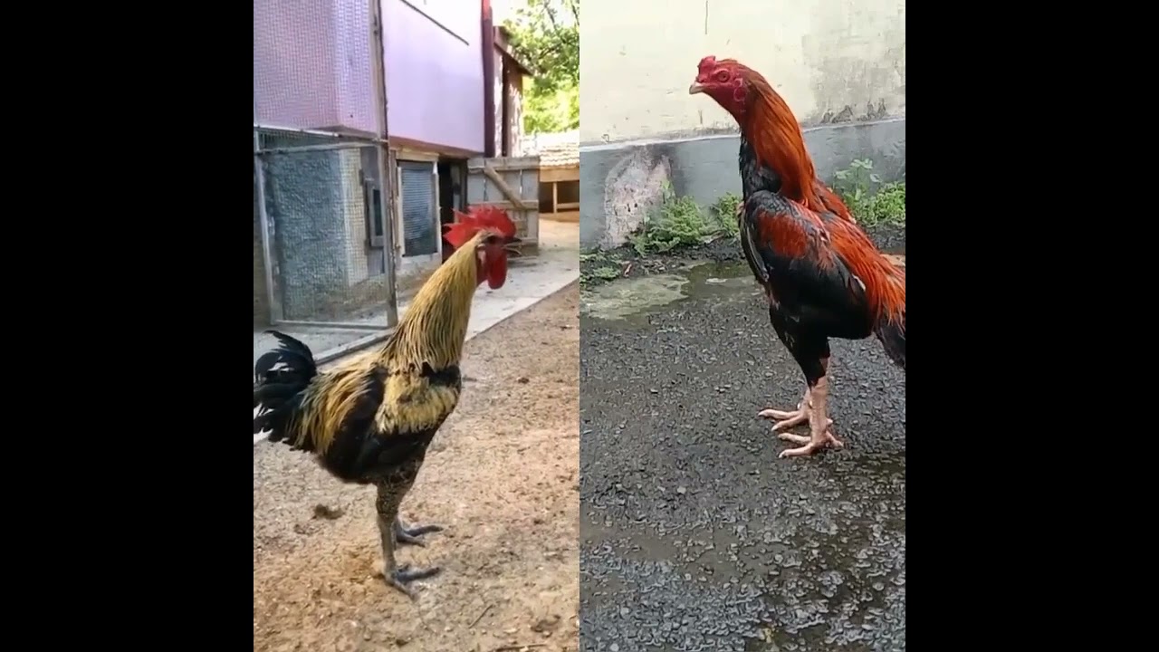 AYAM PINGSAN KENA MENTAL || Ayam Pelung Vs Ayam Bangkok #shorts