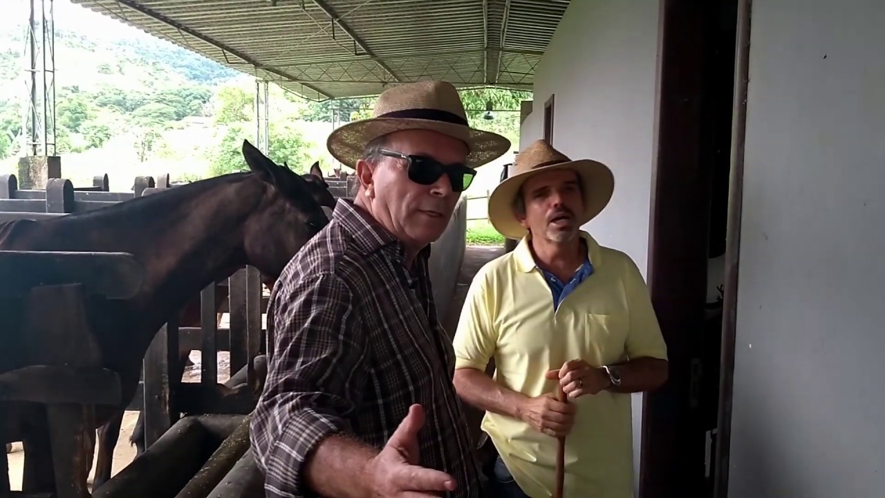 Criação de cavalos Mangalarga Marchador Ω