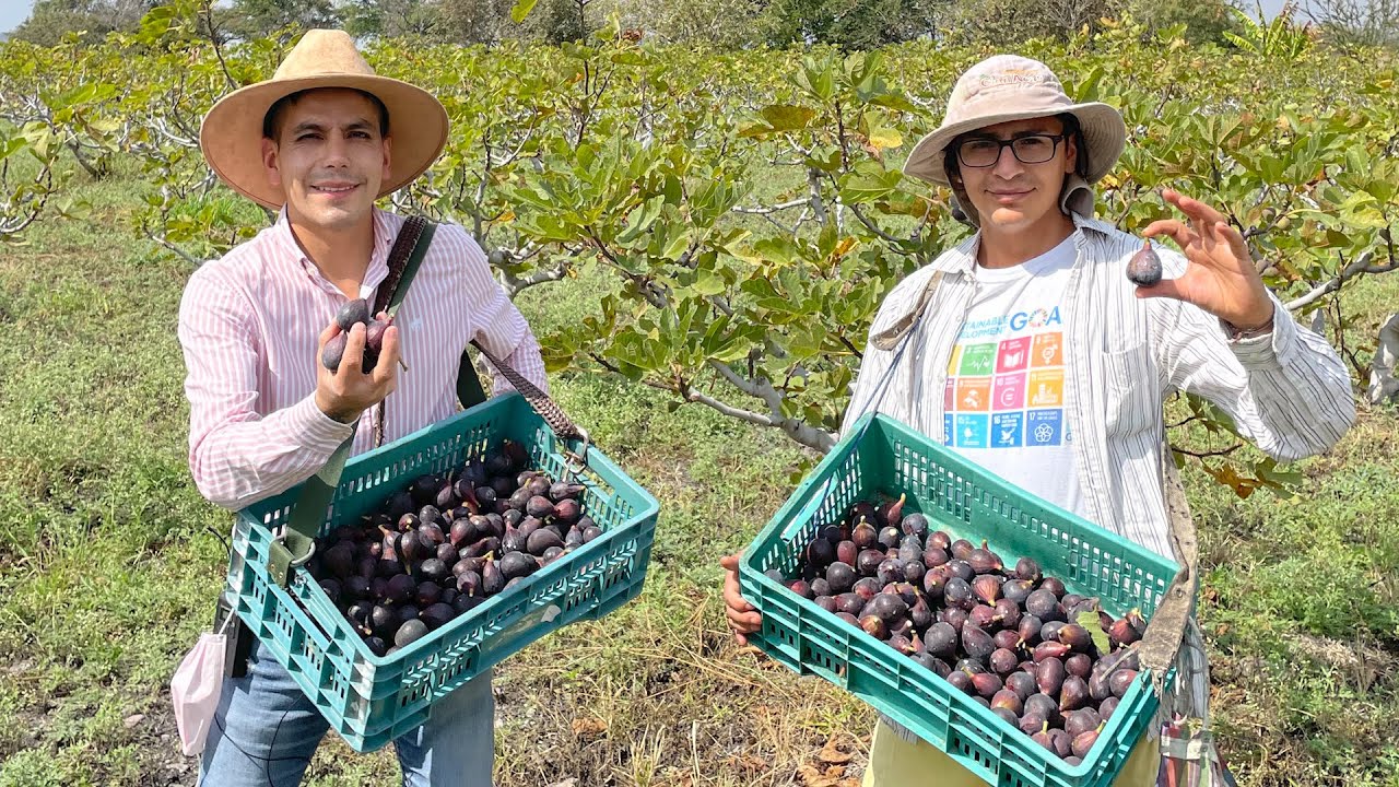 Huerta de HIGOS | Selección de Higo Black Turkey II | Exportación a EE. UU, Canadá y Japón