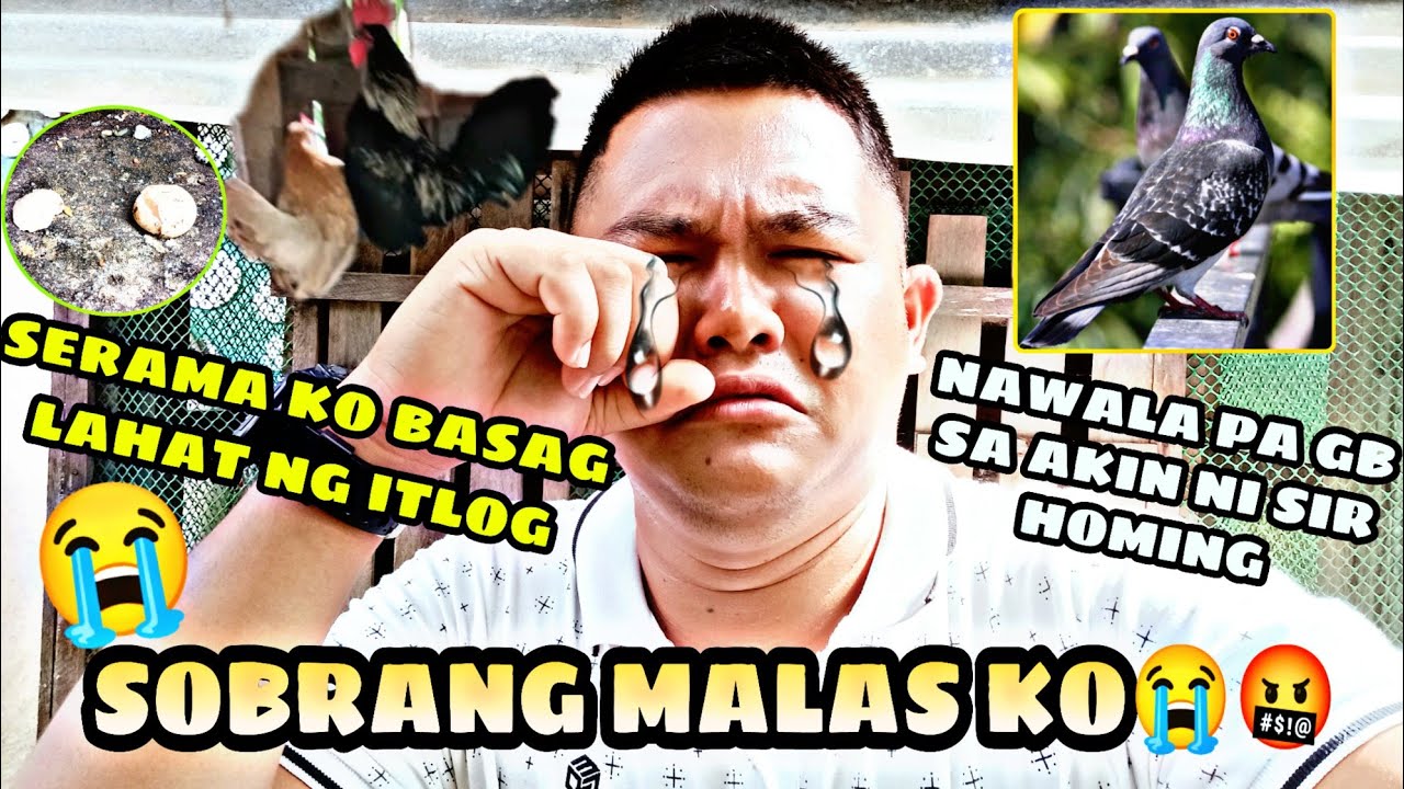 SOBRANG MALAS KO NGAYON!!NABASAG NA ITLOG NG SERAMA KO,NAWALA PA GB SA AKIN NI SIR HOMING PEGION TV😭
