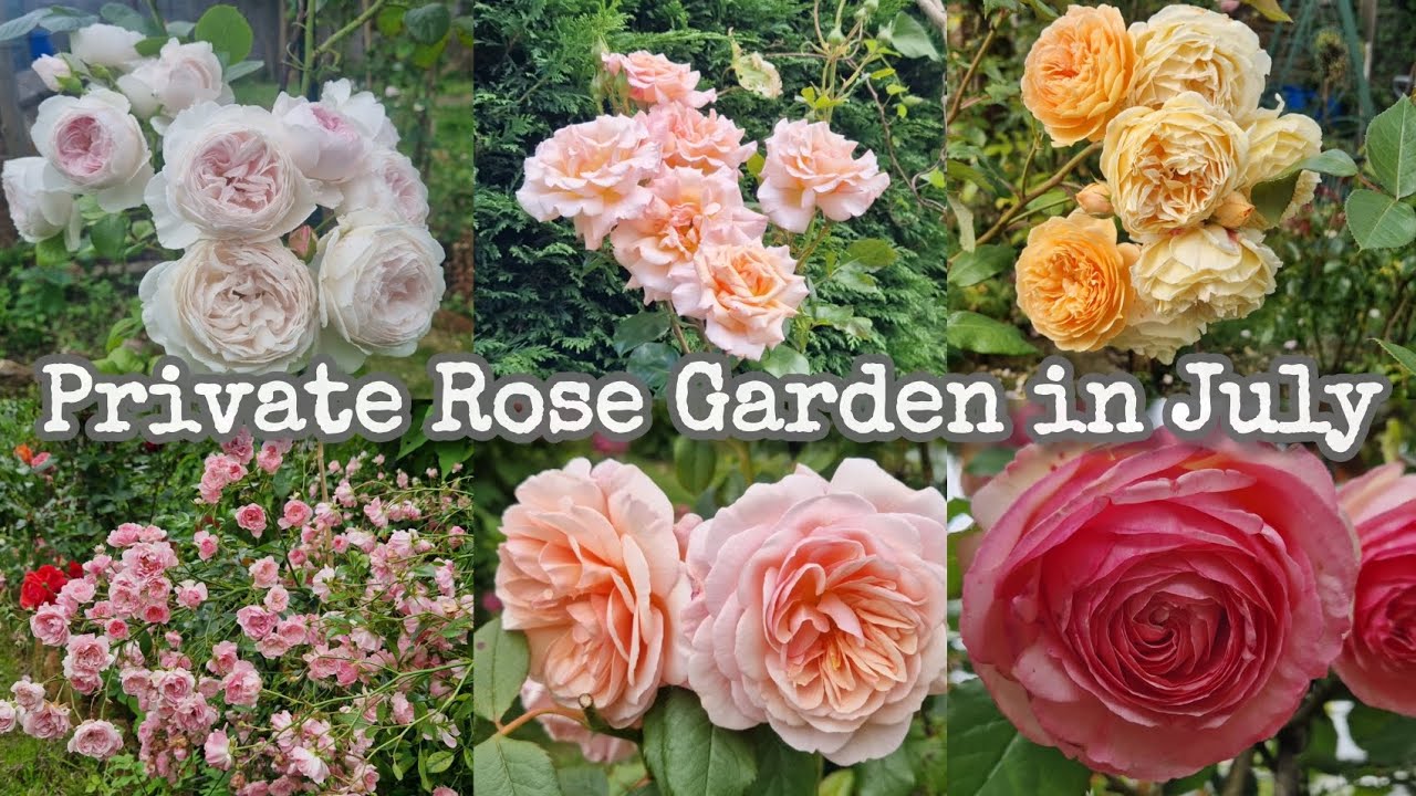 A collection of repeat-flowering roses - Private Rose Garden in July (David Austin Roses, Eden,...)