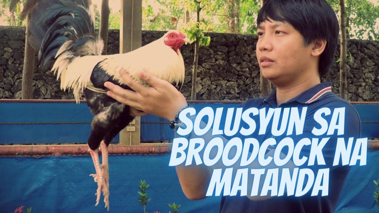 Breeding Tips : Solusyon! Broodcock Na Matanda, Mahina Na Kumasta?