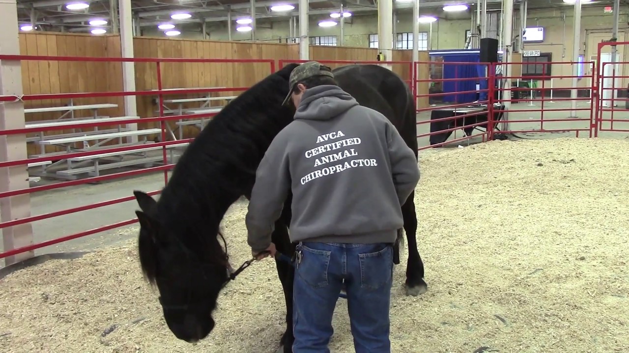 Horse Exercises-How to develop your Horses Butt (Exercise #1)