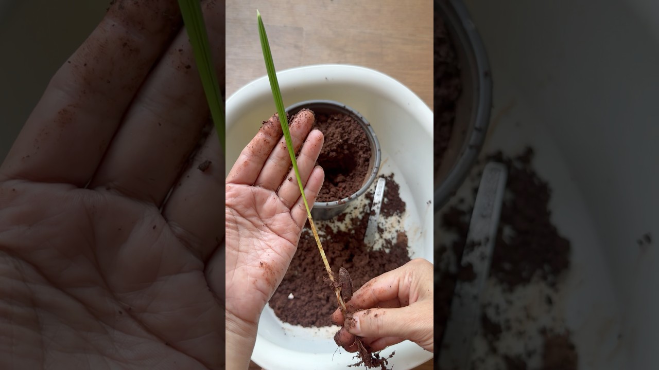 How to grow date palm from seed 🌴🏝️ #plantfrills  #dates #date #datepalm