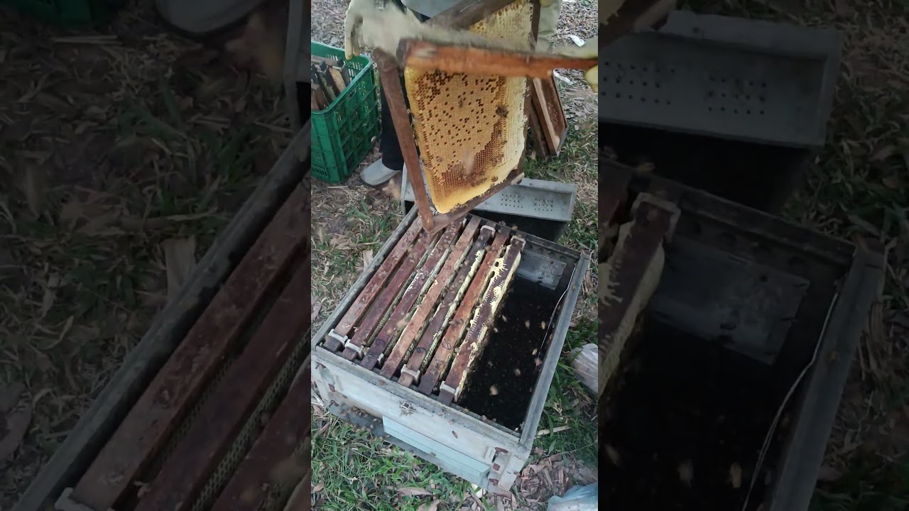 Honey  #beefeater #beebreeder #beefeater #saveourbees