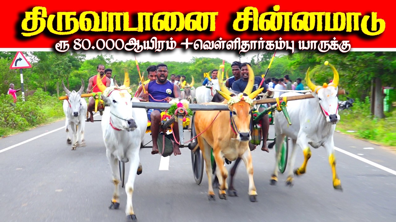 திருவாடானை சின்னமாடு ரூ 50.000ஆயிரம் பந்தயம் 21.02.2026
