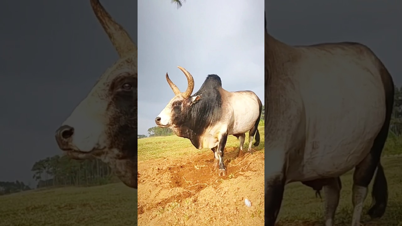 Pagla guro 🔥🐂#cow #animals #shorts #viralvideo #foryou #2024
