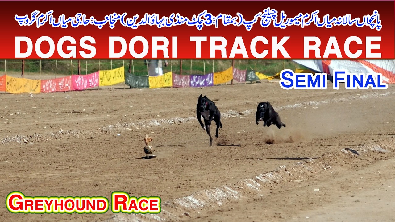 Dori Track Race | Mian Akram (M) Cup Mandi bahauddin | Semi Final  |07-02-2026 | ‎#dog #pets
