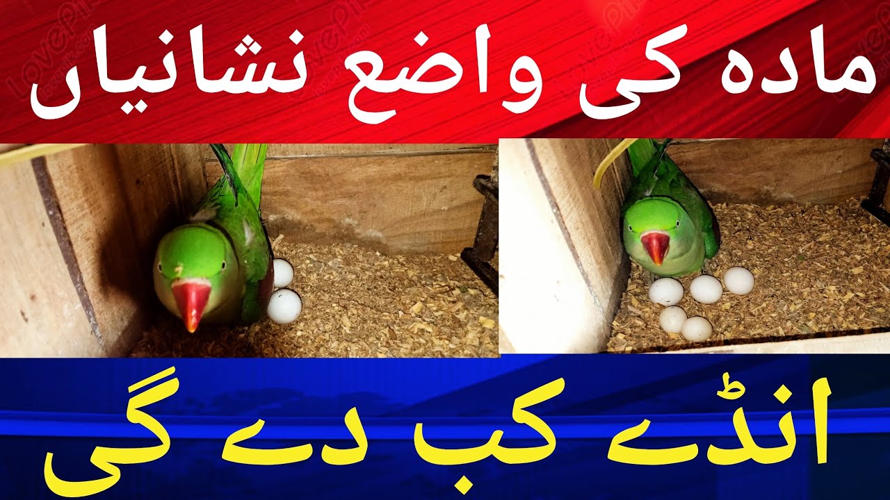 Parrots Eggs Laying Time.مادہ کی ایسی  نشانیاں جسے پتہ چلتا کہ انڈے کب دے گی