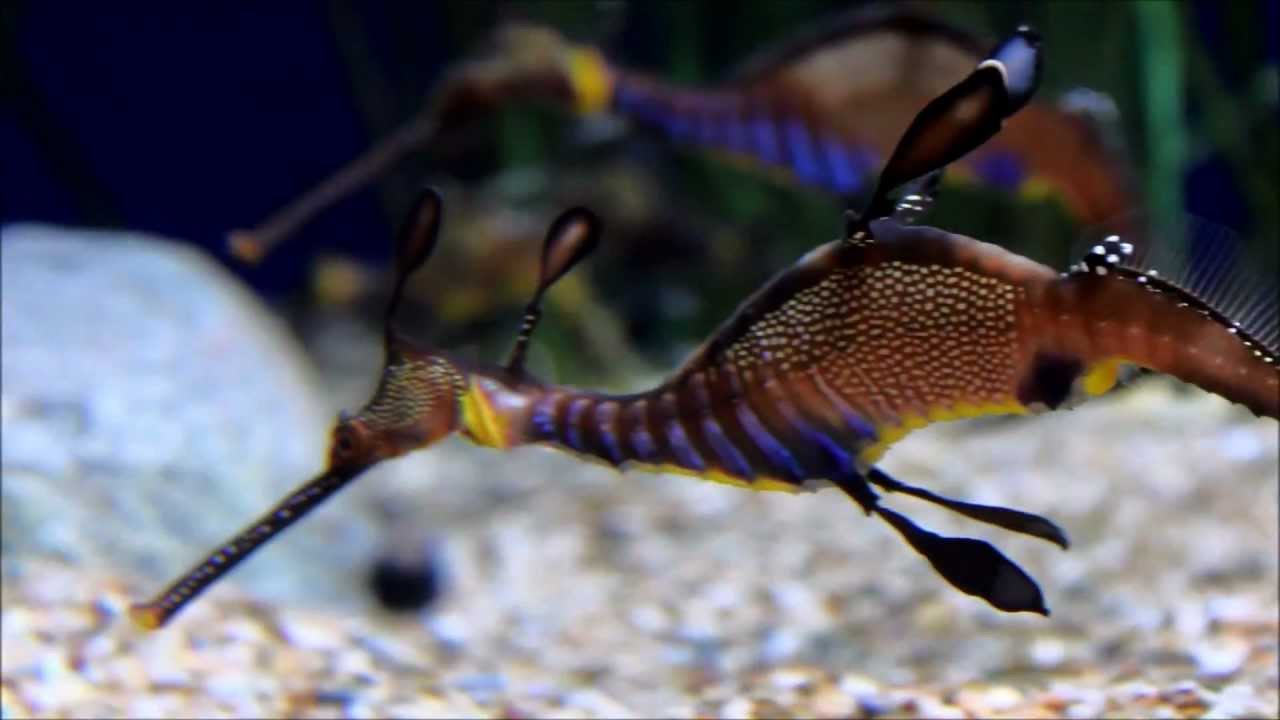 Sea Dragons and Seahorses