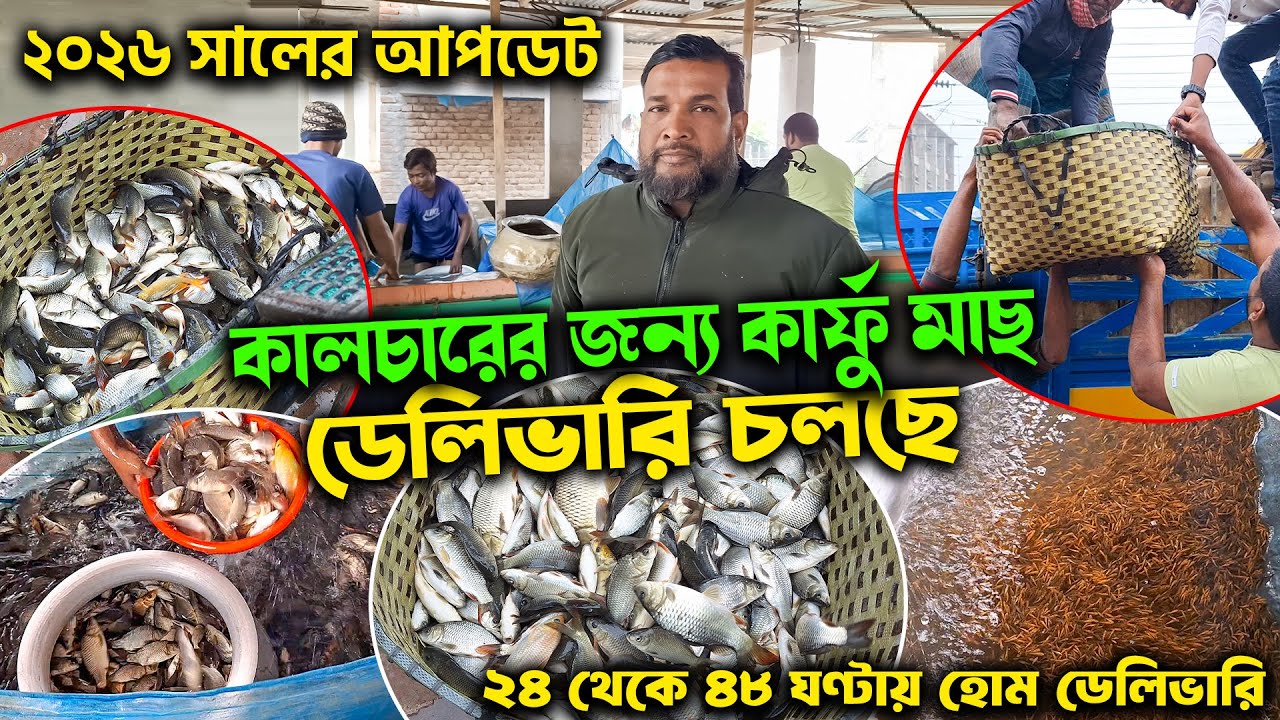 নতুন বছরে কালচারের জন্য পোনা ডেলিভারি চলছে সারা বাংলাদেশে | মাছের পোনা বিক্রয় কেন্দ্র চাঁচড়া যশোর