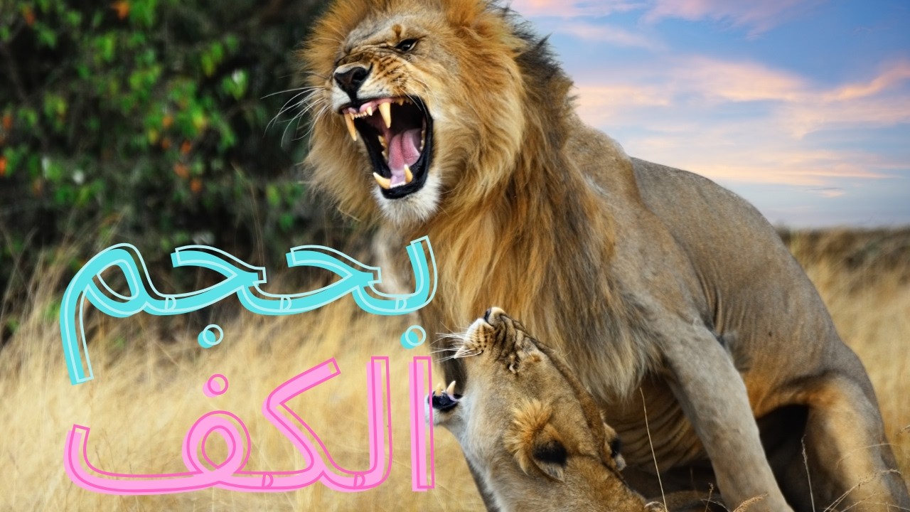بطل بحجم الكف