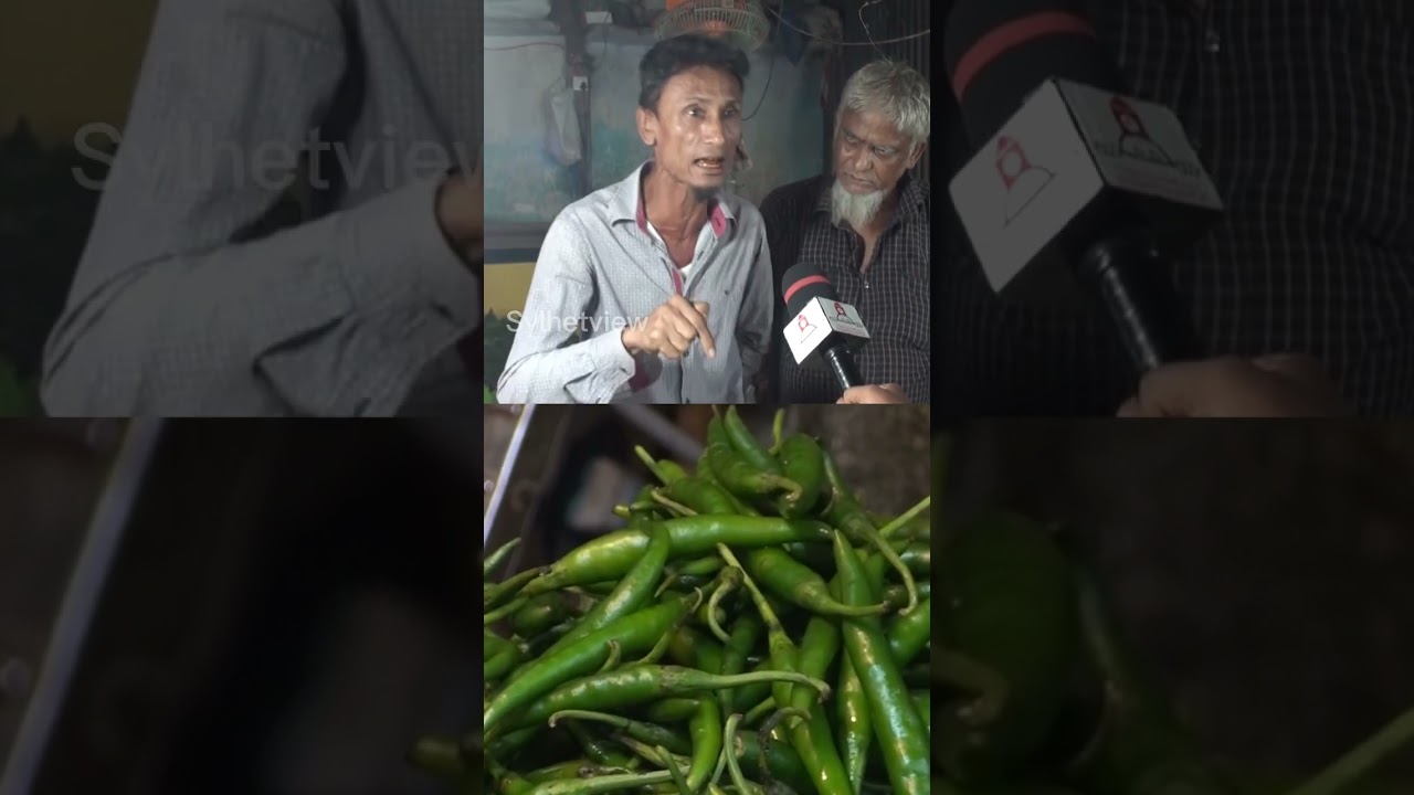 একটি কাঁচা মরিচের দাম ৫ টাকা!  || Update News ||  kachamorich ||  Banglaviewtv