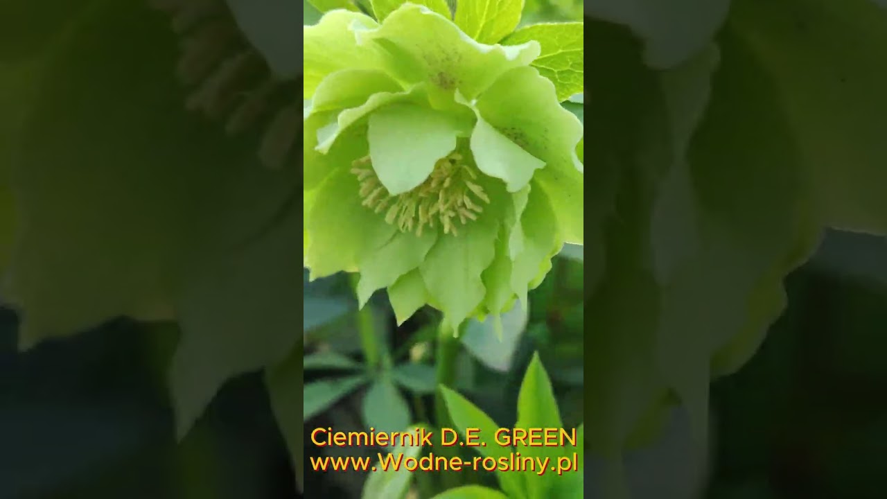 🌿🌸 Ciemiernik Double Ellen Green 🌸🌿Marzec 2026 #perfektklik #ogrodnictwo #wodnerosliny