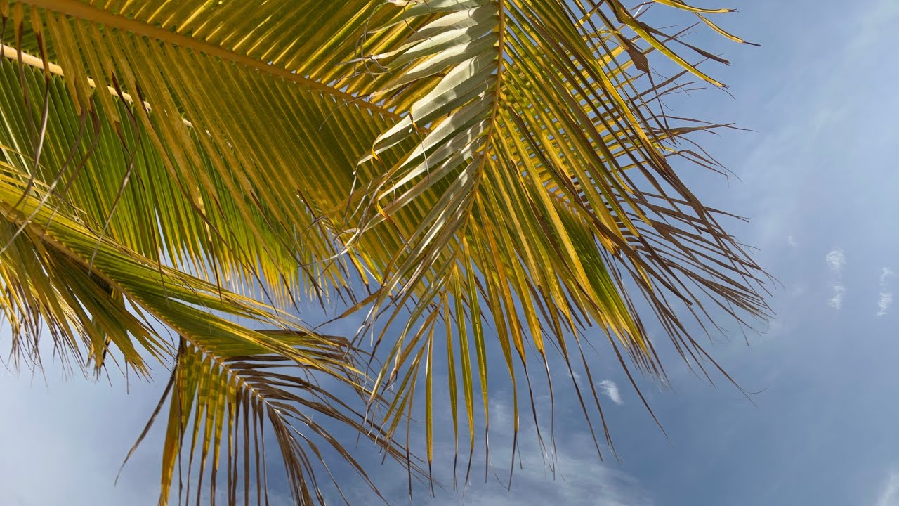 Vakantie vlog Curacao 🇨🇼 '23