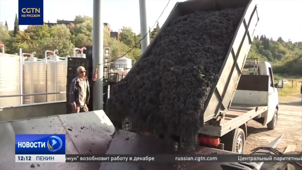 Сбор винограда в Грузии