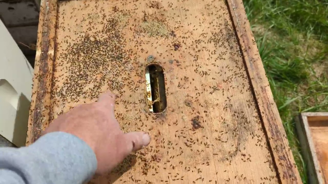 What to do when ants are in your beehive?
