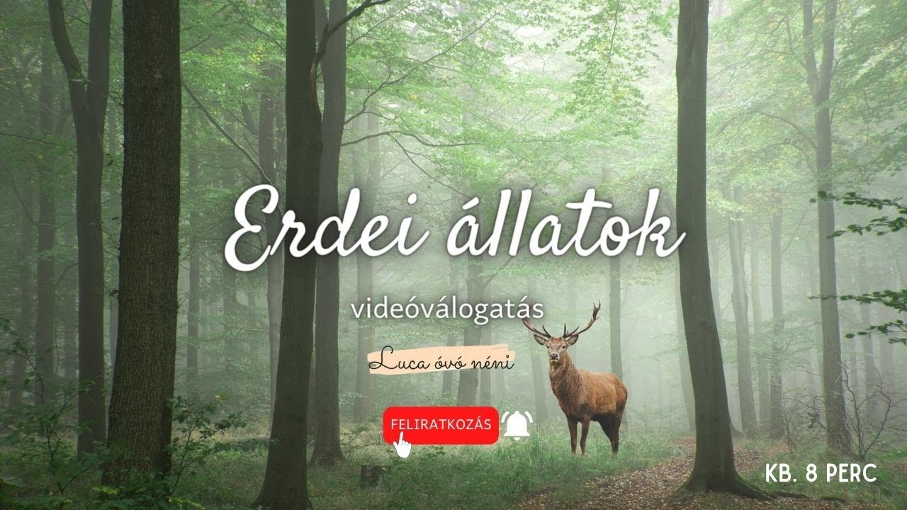 Az erdő lakói║Állatos videók gyerekeknek