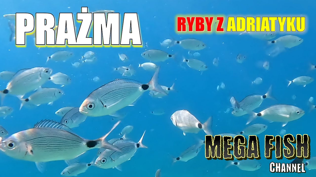 PRAŻMA (łac. Diplodus annularis)