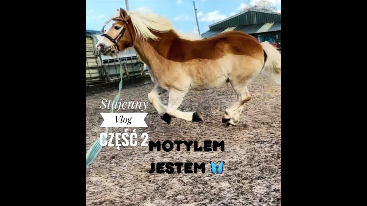 ⁣Dlaczego mój koń miał na imię Speedy?