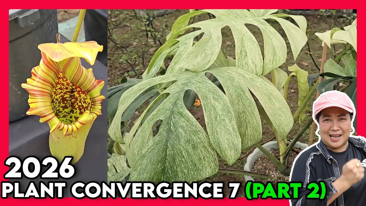 Amazing Plants of Plant Convergence 7 2026 - Part 2