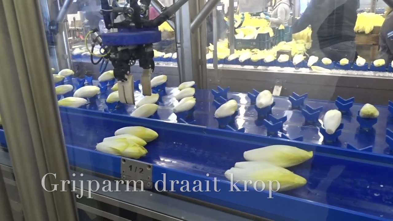 Automatisch witlof sorteren