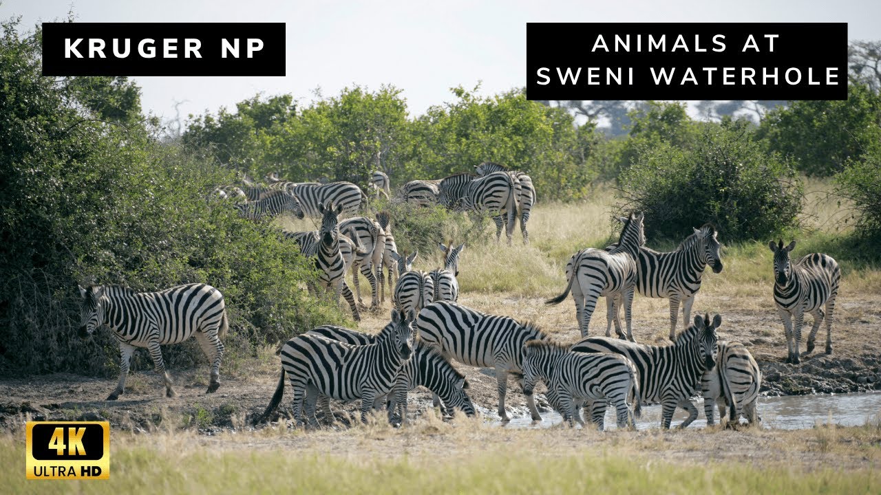 ONE Hour at the SWENI waterhole | Kruger National Park  | South Africa