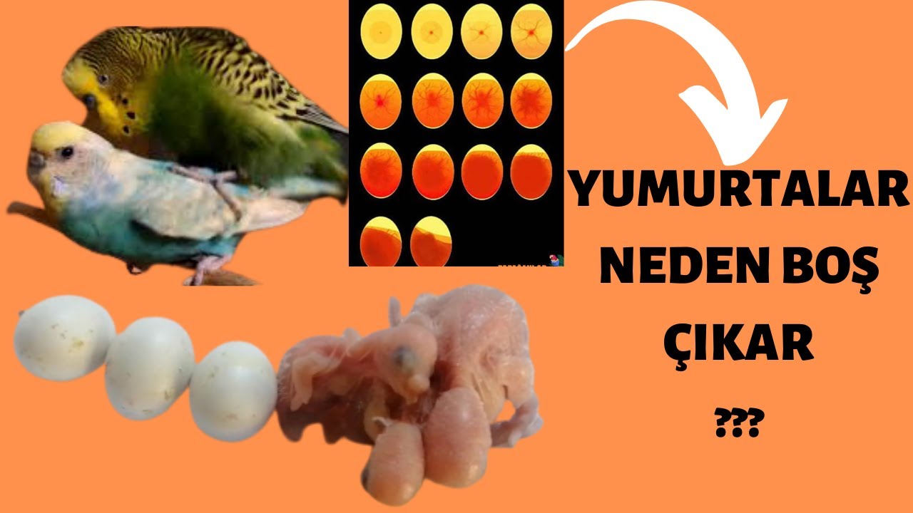 MUHABBET KUŞU YUMURTALARI NEDEN BOŞ ÇIKAR | ÇİFTLEŞMEDE YAŞANAN SORUNLAR