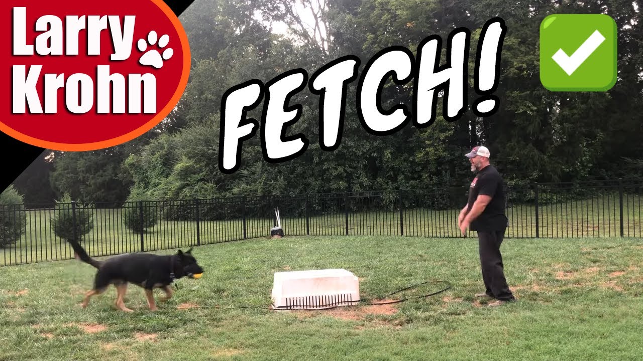Teaching a German Shepherd how to play fetch