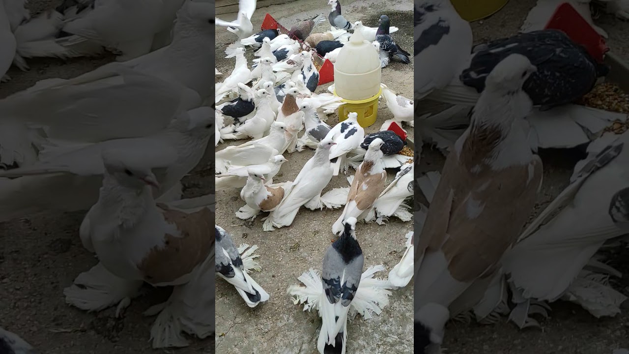 2021 damızlık erkeklerimiz Ali mum güvercinleri  tel: 0541 50 88 444 Malatya/Merkez