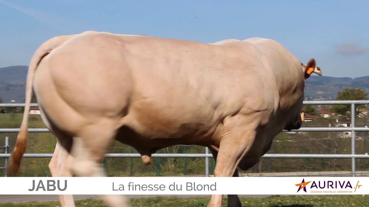 JABU [BLOND D'AQUITAINE]