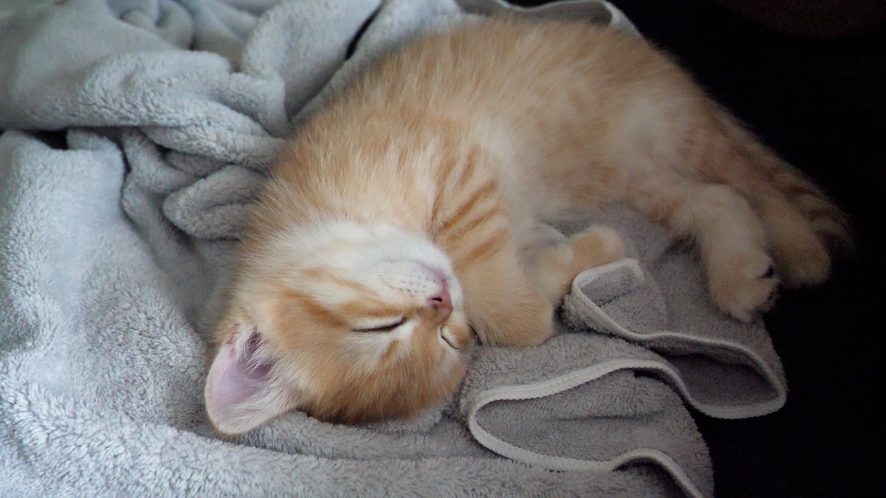 Cute kitten sleeping peacefully despite the bustle around it...
